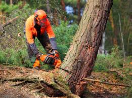 Reliable Macon, MO Tree Removal Services Solutions