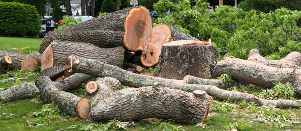 How Our Tree Care Process Works  in  Macon, MO